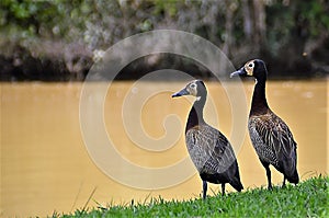 Dendrocygna viduata ducks watching the lake