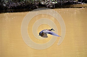 Dendrocygna viduata flying across the lake