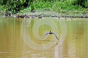 Dendrocygna viduata flying along the lake