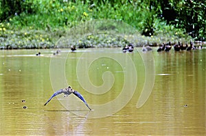 Dendrocygna viduata flying towards the other birds in the lake