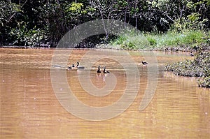 Dendrocygna viduata swimming in the muddy lake