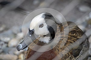Dendrocygna viduata white faced whistling duck in Luisenpark Mannheim Baden Wurttemburg Germany