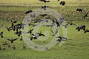 DENDROCYGNE A BEC ROUGE dendrocygna autumnalis