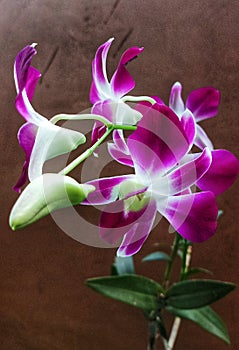 Dendrodium orchid flower have bautiful color photo