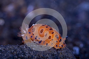 Nudibranch Dendrodoris guttata