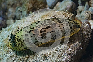 Dendrodoris limbata Nudibranch