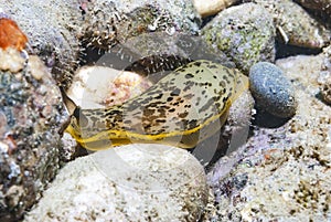 Dendrodoris limbata Nudibranch