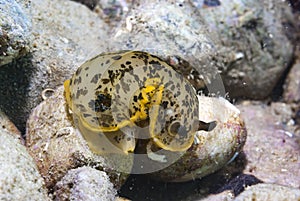 Dendrodoris limbata Nudibranch