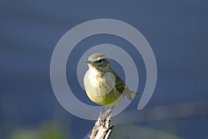 Dendroica petechia, yellow warbler photo