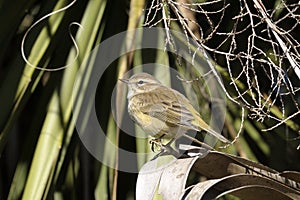 Dendroica petechia, yellow warbler photo