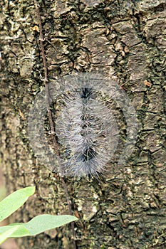 a Dendrolimus tabulaeformis on a tree at vertical composition