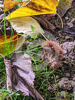 Chestnut, autumn in Dendrological Park Arboretum Silva photo