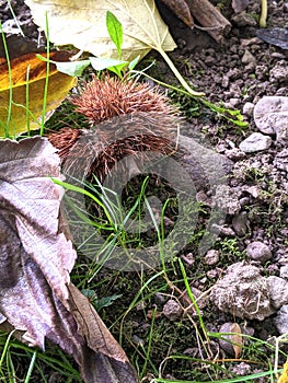 Chestnut, autumn in Dendrological Park Arboretum Silva photo