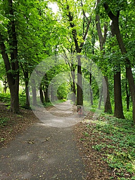 Dendropark of Kamianets-Podilskyi city close to canyons in Ukraine