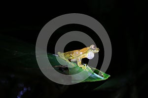 Dendropsophus bifurcus or upper amazon tree frog with inflated pouch sitting on a green leaf photo