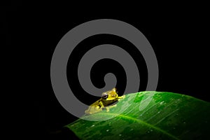 Dendropsophus bifurcus or upper amazon tree frog in the rainforest sitting on a bright green leaf photo