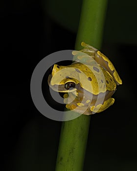 Dendropsophus ebraccatus, also known as the hourglass treefrog or pantless treefrog photo