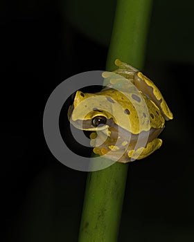 Dendropsophus ebraccatus, also known as the hourglass treefrog or pantless treefrog