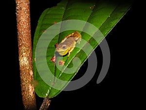 Dendrosophus sp. croacking at night photo