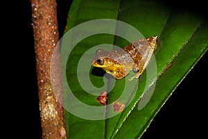 Dendrosophus sp. croacking at night photo