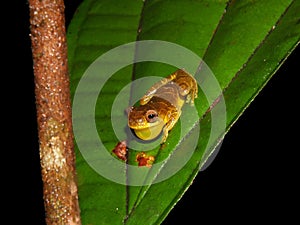 Dendrosophus sp. croacking at night photo