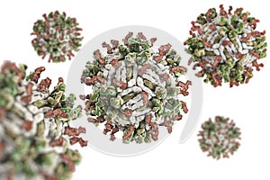 Dengue virus.