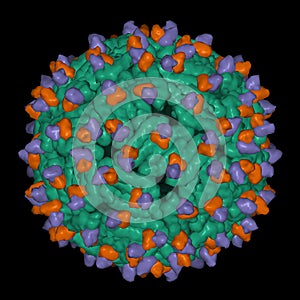 Cryo-EM structure of Dengue virus strain green complexed with human antibody brown and violet photo