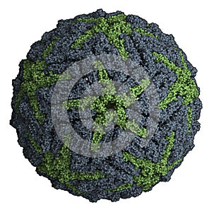 Dengue virus. Causes dengue fever breakbone fever. Atomic-level structure.