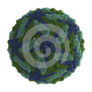 Dengue Virus (DENV)