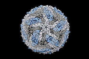 Dengue virus digital image structure.