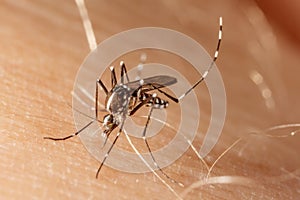 Dengue, zika and chikungunya fever mosquito aedes aegypti