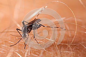 Dengue, zika and chikungunya fever mosquito aedes aegypti on human skin