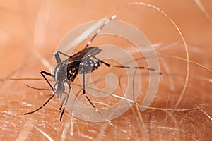 Dengue, zika and chikungunya fever mosquito aedes aegypti on human skin photo
