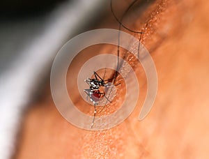 Dengue zika chikungunya fever mosquito aedes aegypti on human skin photo