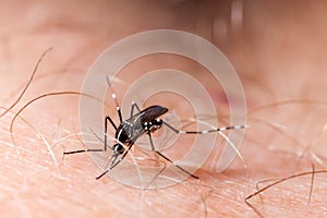 Dengue, zika and chikungunya fever mosquito aedes albopictus bitting human skin