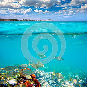 Denia Alicante Marineta Casiana beach fishes underwater