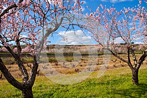 Denia Javea in spring with almond tree flowers Alicante