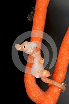 Denise pygmy seahorse photo