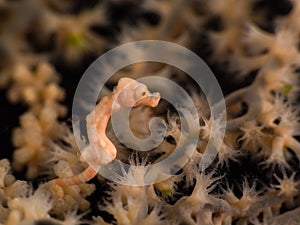 Denise pygmy seahorse