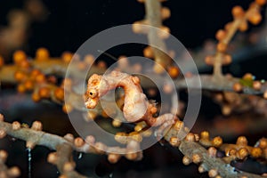 Denise Pygmy Seahorse photo