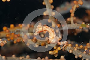 Denise Pygmy Seahorse Hippocampus denise
