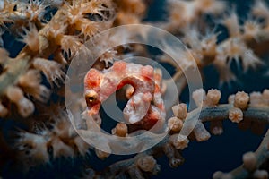 Denise Pygmy Seahorse Hippocampus denise