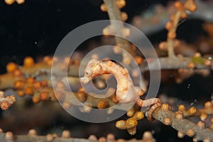 Denise Pygmy Seahorse Hippocampus denise photo