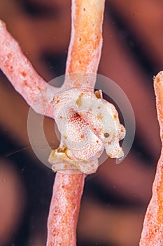 Denise's pygmy seahorse