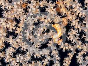 DeniseÃ¢â¬â¢s pygmy seahorse, Hippocampus denise. Misool, Raja Ampat, Indonesia photo