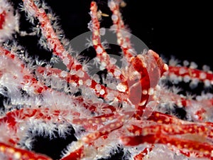 DeniseÃ¢â¬â¢s pygmy seahorse, Hippocampus denise. Misool, Raja Ampat, Indonesia photo