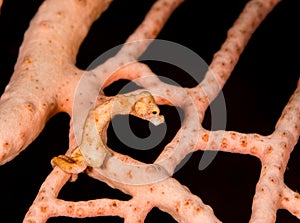 Denise's pygmy seahorse in the Raja Ampat