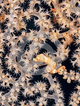 Deniseâ€™s pygmy seahorse, Hippocampus denise. Misool, Raja Ampat, Indonesia