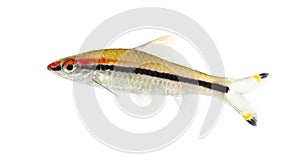 Denison barb, Sahyadria denisonii, isolated