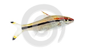 Denison barb, Sahyadria denisonii, isolated